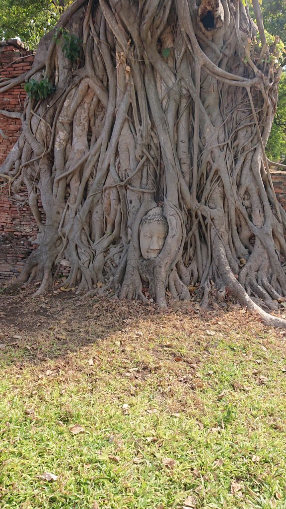 木に埋もれたアユタヤ様式の仏像の頭